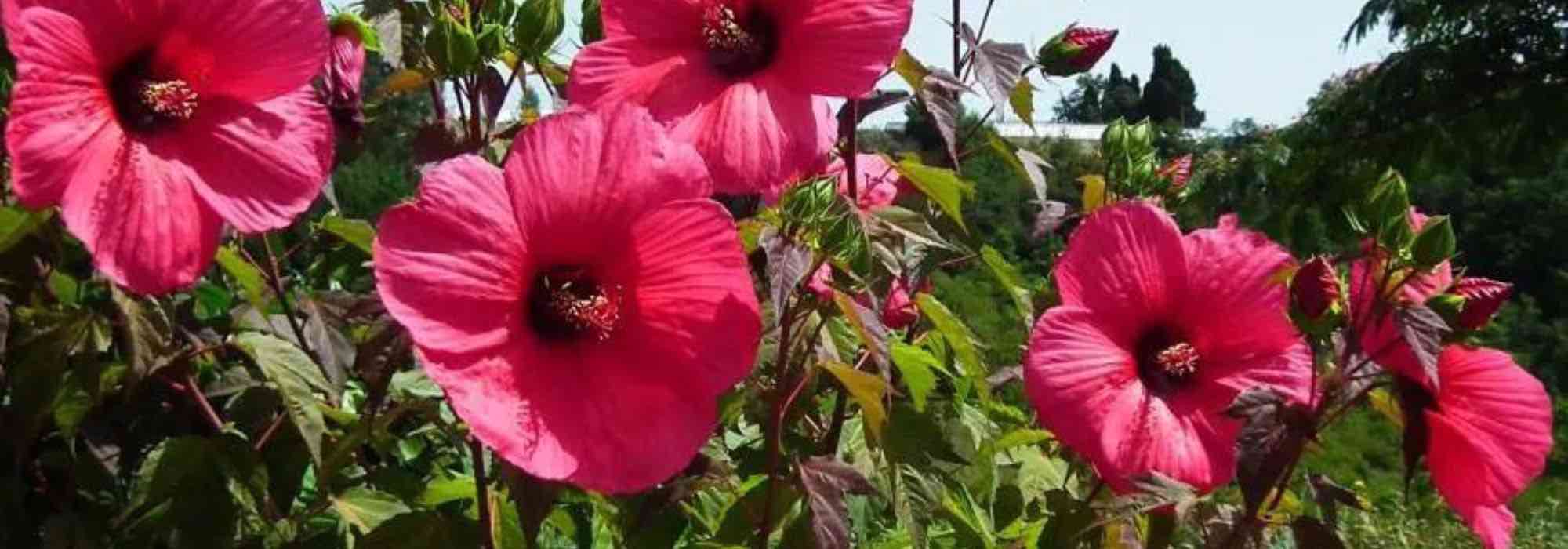 5 hibiscus with red flowers