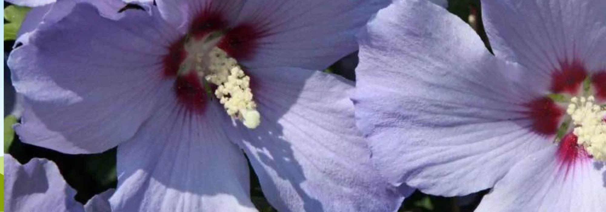 5 hibiscus plants with mauve or blue flowers