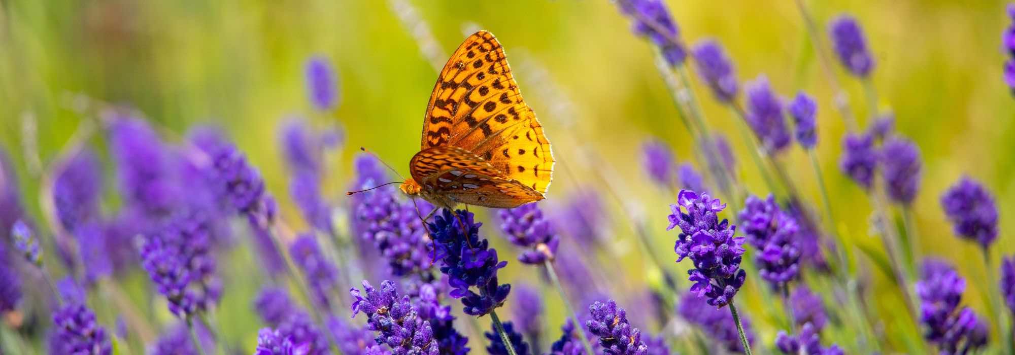 How to create a lavender garden?