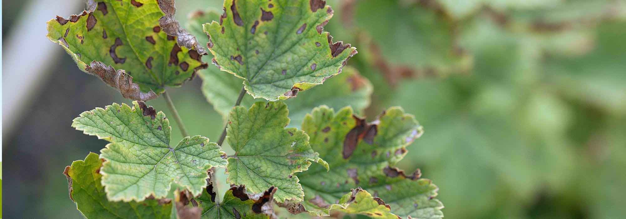 Diseases and pests of blueberries