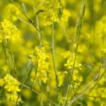 How to successfully grow mustard?