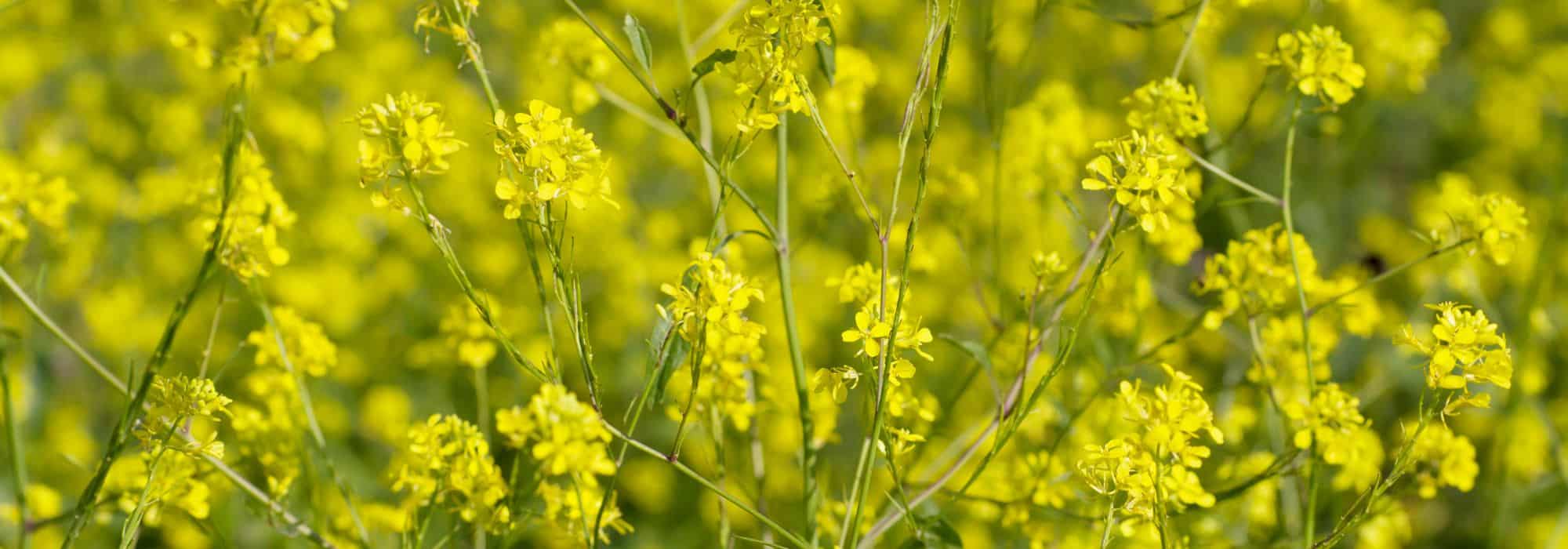 How to successfully grow mustard?