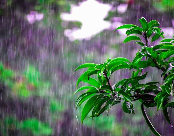 Petrichor, you say? But what is it?