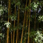 Plants with running roots: how and where to plant them?