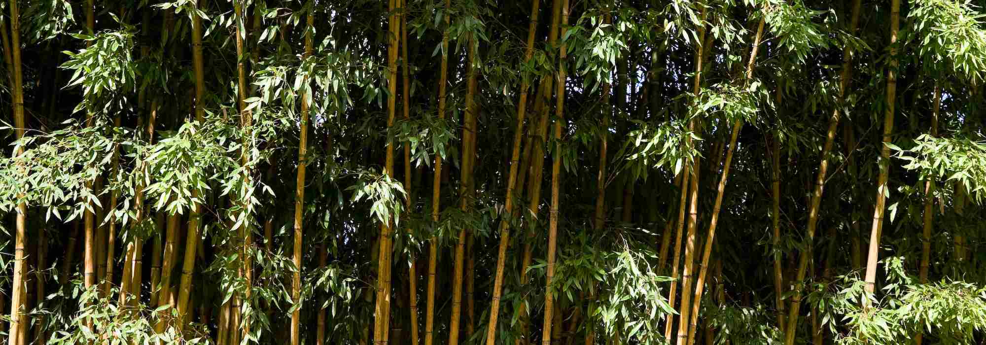 Plants with running roots: how and where to plant them?