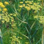 5 medicinal plants for digestive problems