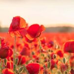 Let's plant native species to attract pollinating insects