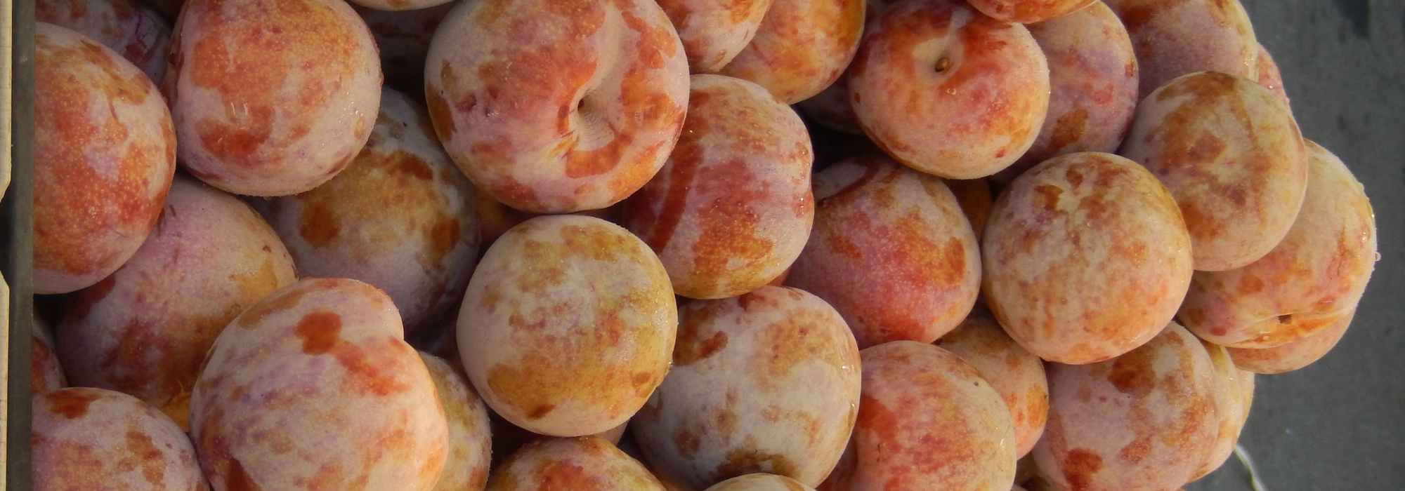 Pluot or plumcot: the best varieties