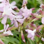 Soapwort: Planting, Growing and Caring