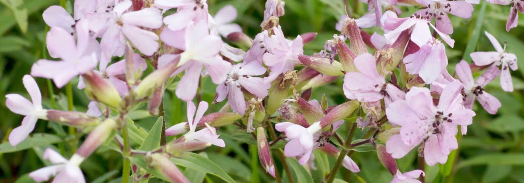Soapwort: Planting, Growing and Caring