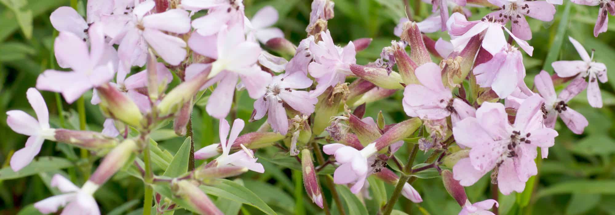 Saponaria: Planting, Growing and Caring