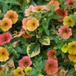 7 Surfinia and petunia plants to brighten up the terrace or garden
