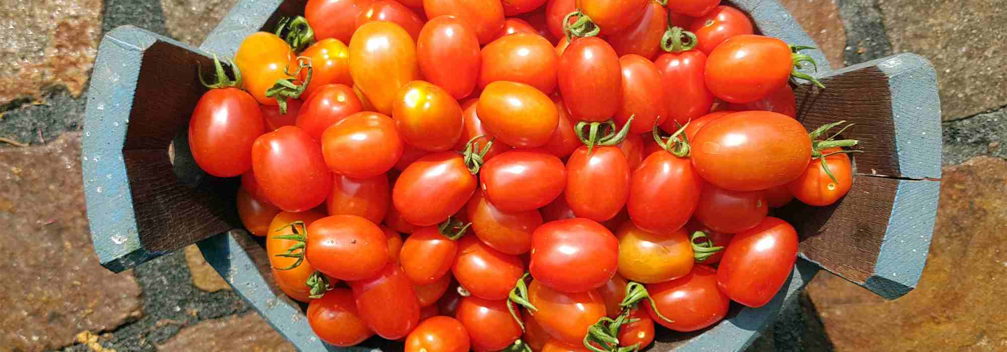 F1 Tomatoes: what are they exactly?