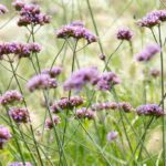 7 long-flowering perennials for sunny spots
