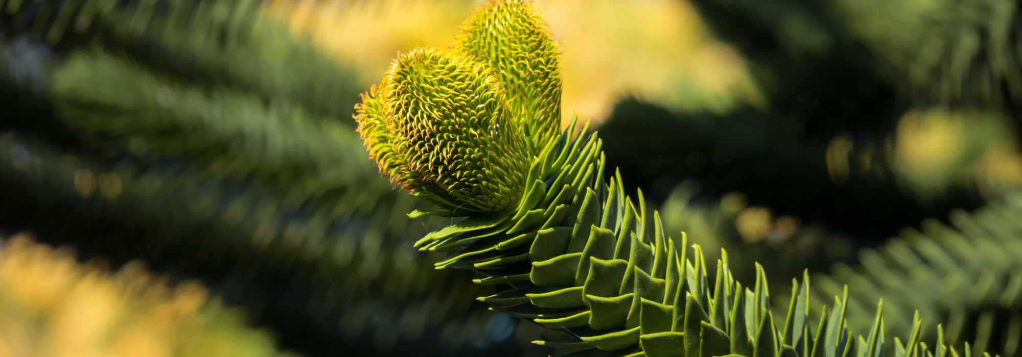 Araucaria - Monkey puzzle tree: planting and caring