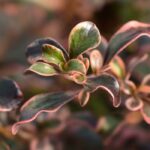 7 evergreen shrubs with colourful foliage