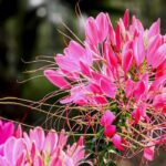 5 Cleomes with pink flowers you should have in your garden