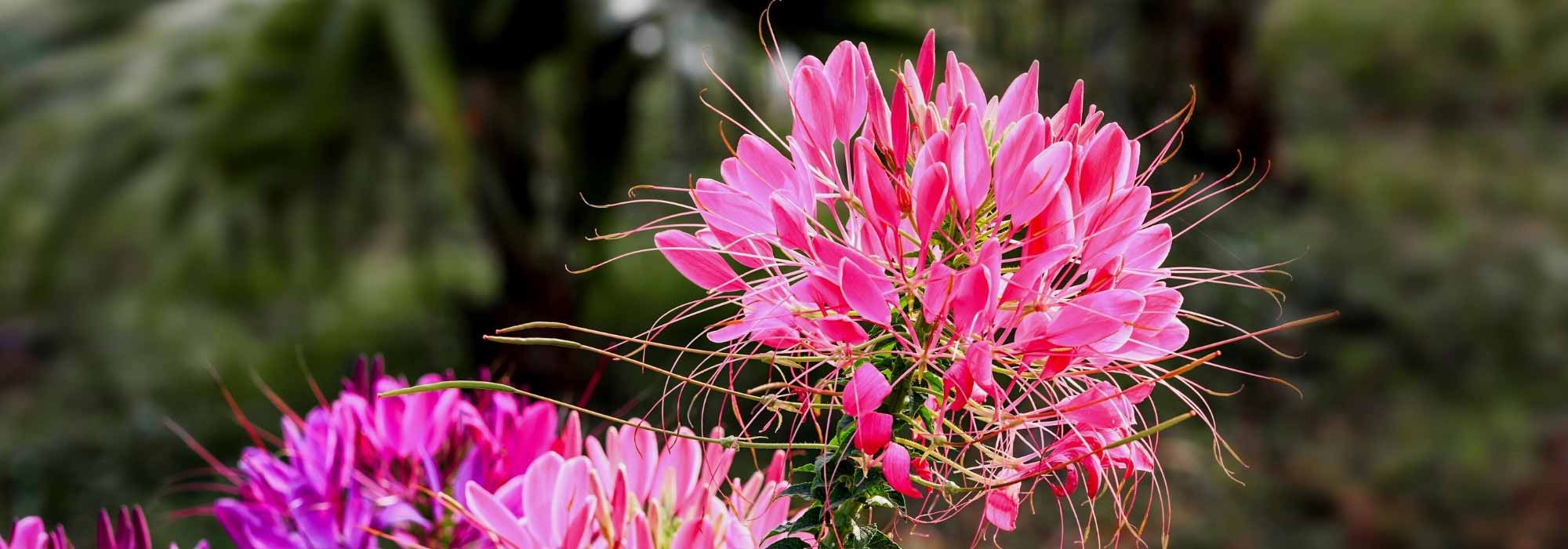 5 Cleomes with pink flowers you should have in your garden