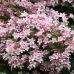 How to propagate Kolkwitzia?