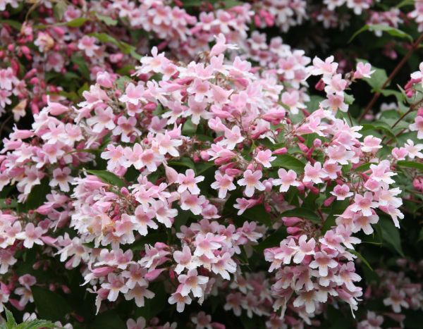 How to propagate Kolkwitzia?