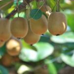 How to propagate kiwi?: our tips for success