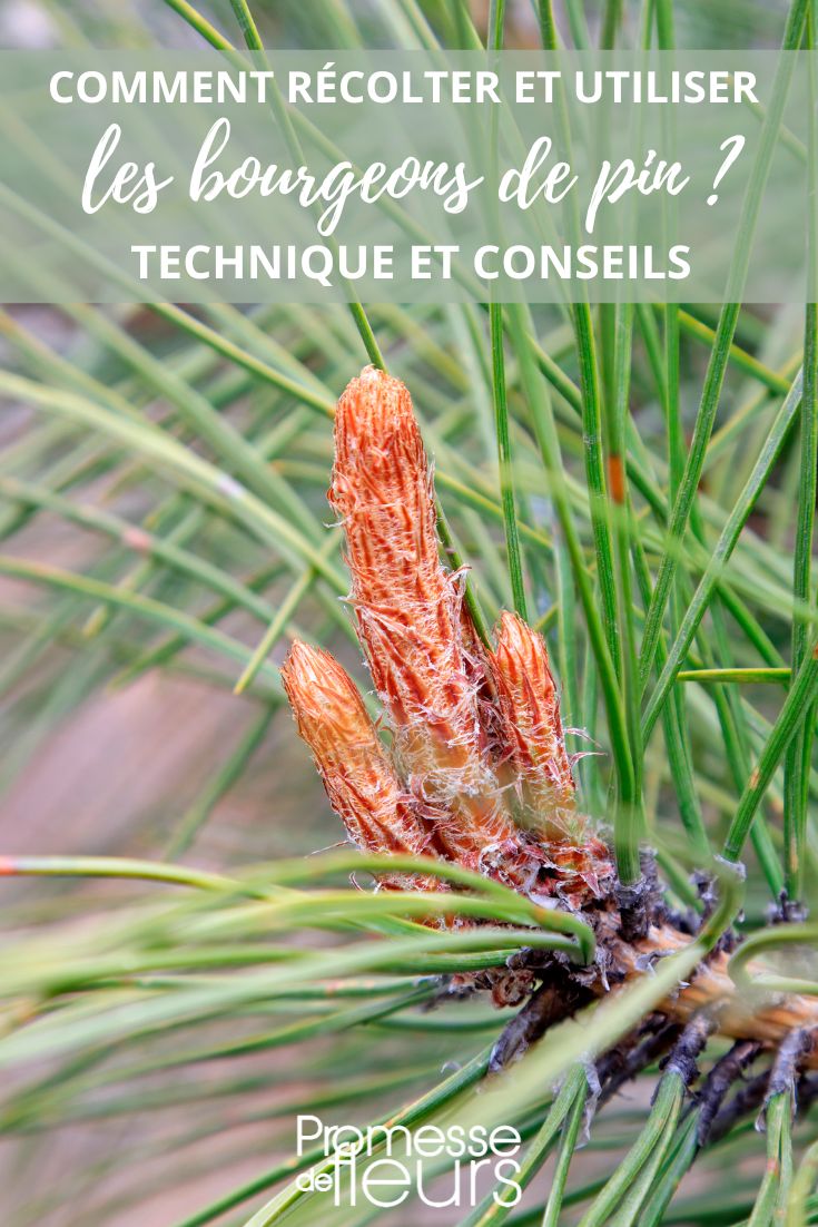 pine buds in herbal medicine