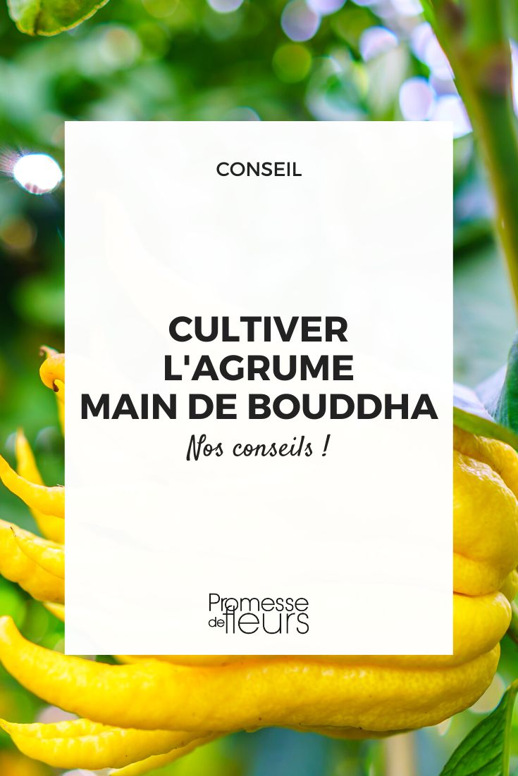 Growing the Buddha's Hand citrus (1)