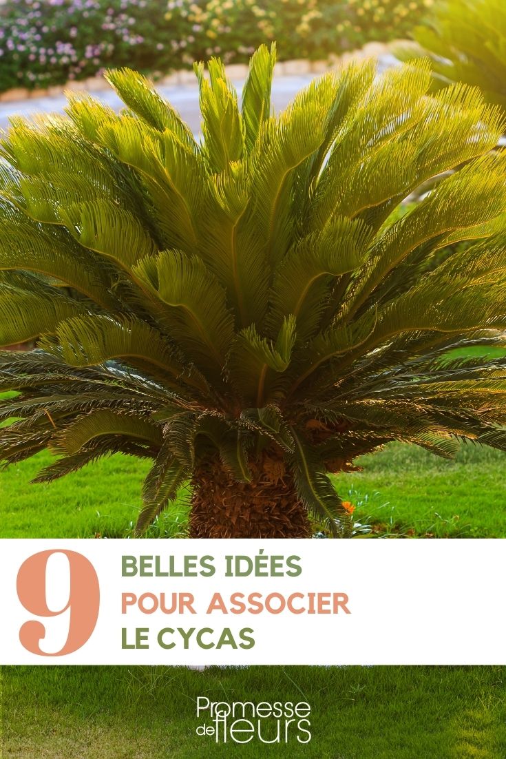 Cycas 9 ideas for plant combinations
