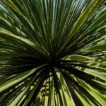 How to Winter a Dasylirion: Our Tips for Protecting It from the Cold