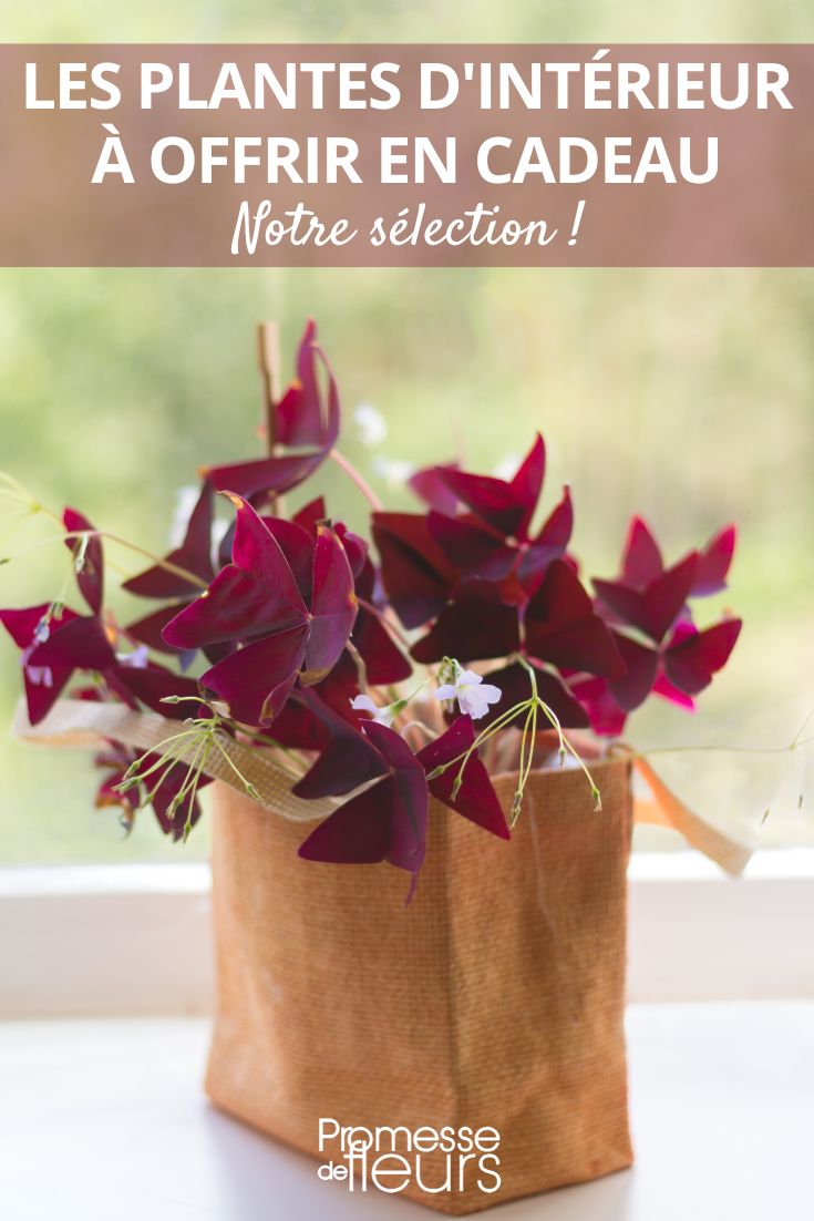 Indoor Plants to Offer as Gifts
