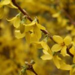 How to propagate Forsythia?