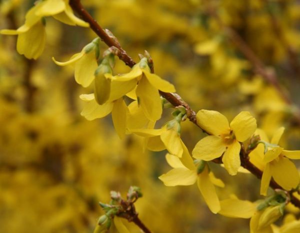 How to propagate Forsythia?
