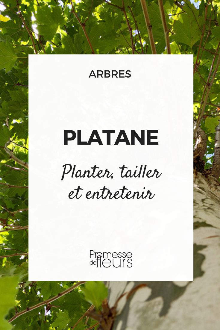 Planting, Pruning, and Maintaining Plane Trees
