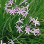 How to use Tulbaghia in cooking?
