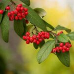 How to propagate Cotoneaster?