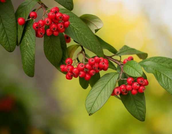 How to propagate Cotoneaster?