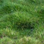 How to propagate Zoysia?