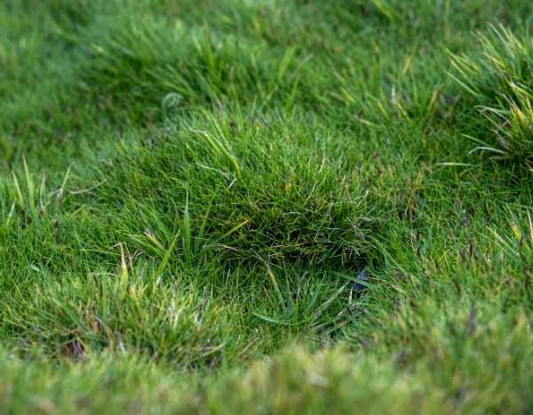 How to propagate Zoysia?