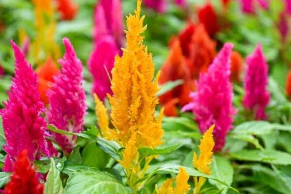 How to sow celosia?