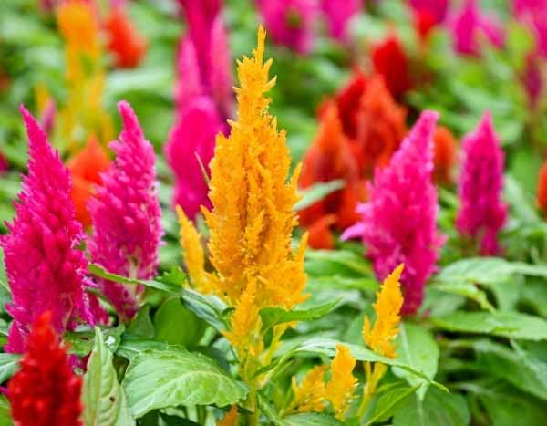 How to sow celosia?