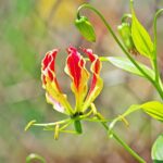 How to overwinter and propagate Gloriosa?