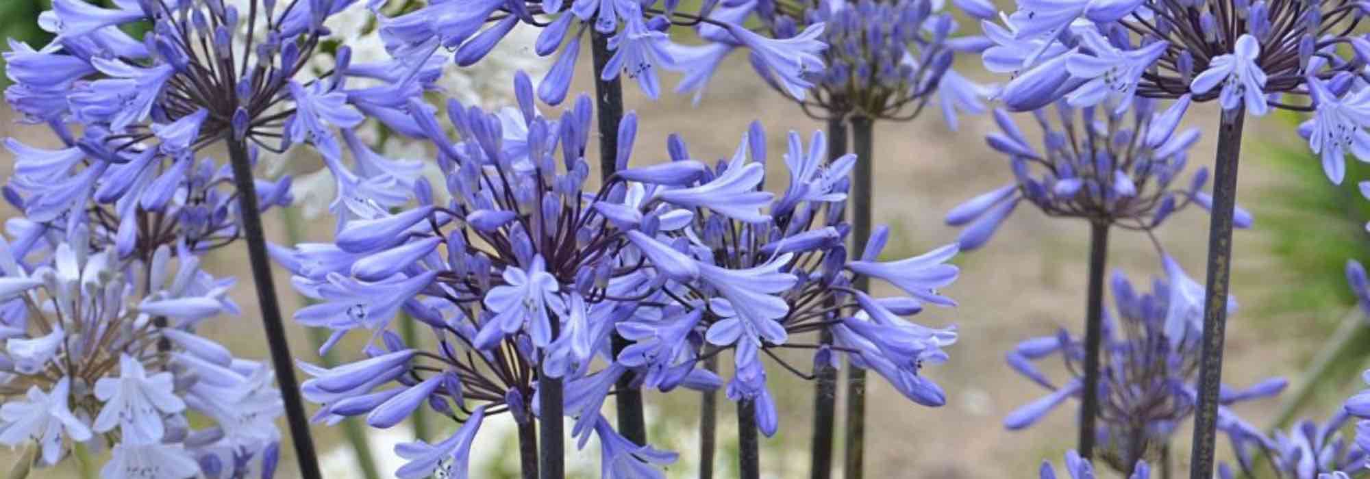 The best Agapanthus to grow in pots