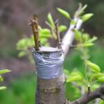 Buying a grafted tree: for or against?