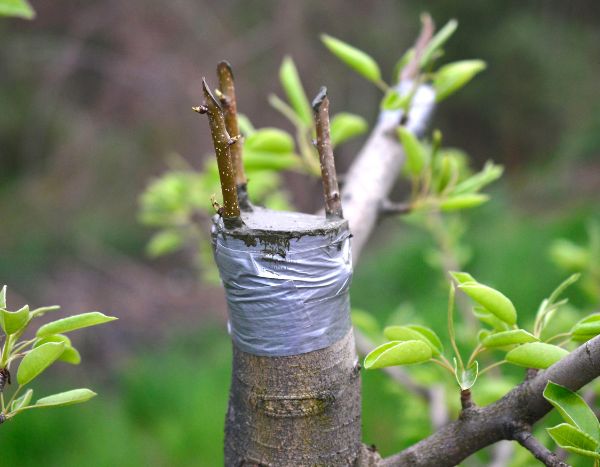 Buying a grafted tree: for or against?