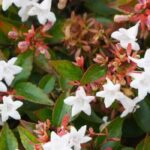 7 evergreen flowering bushes