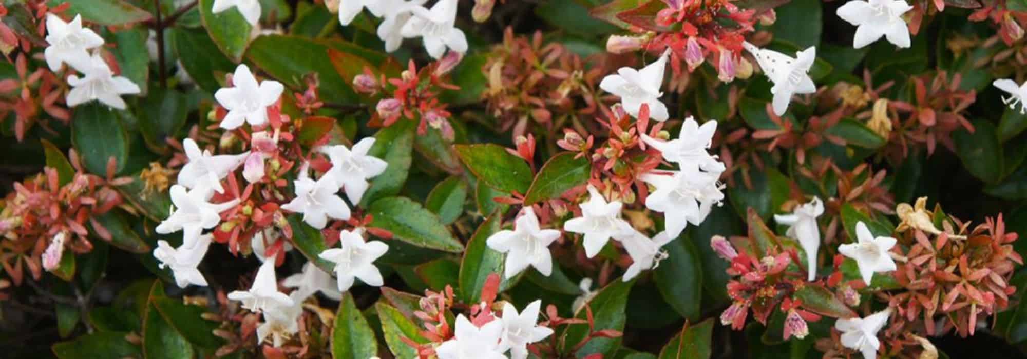 7 evergreen flowering bushes