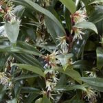 The best evergreen bushes for city gardens