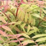 5 pink-leaved bushes