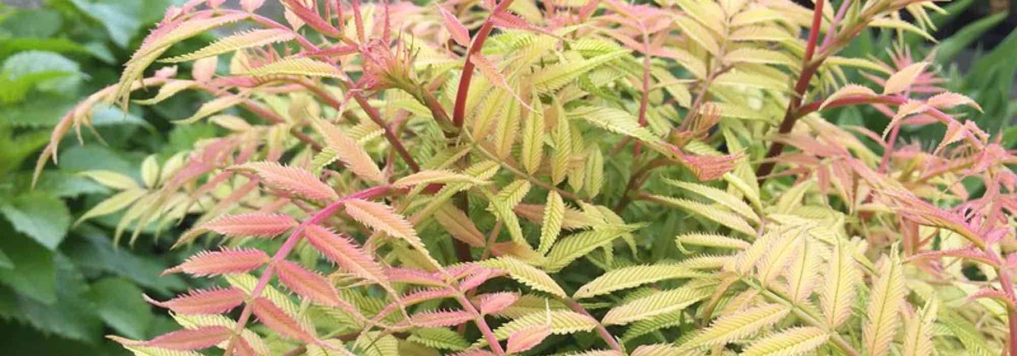 5 pink-leaved bushes