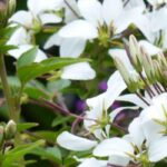 How to pair Cleomes?